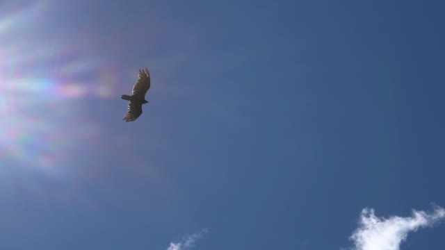 Eagle gliding in a clear sky.