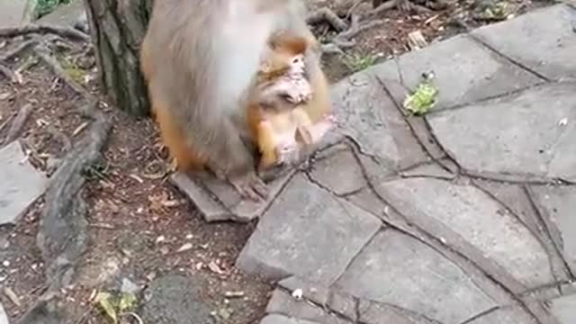 funny and lovely monkeys