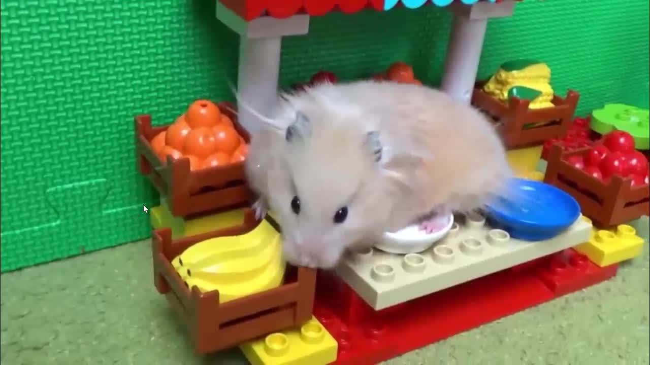 See How Smart is This Hamster Using Tricks to