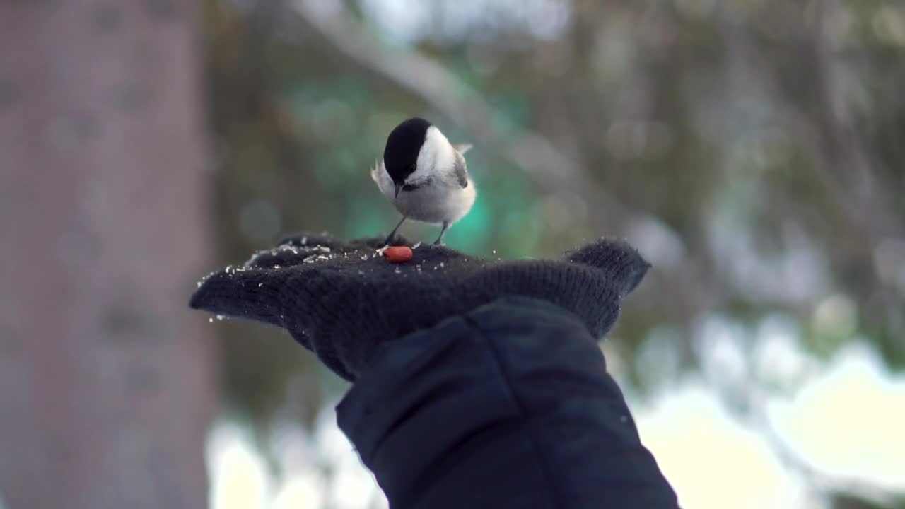 Hand feeding a tiny bird