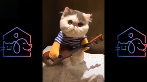 Cutest & FUNNIEST CATS COMPILATION