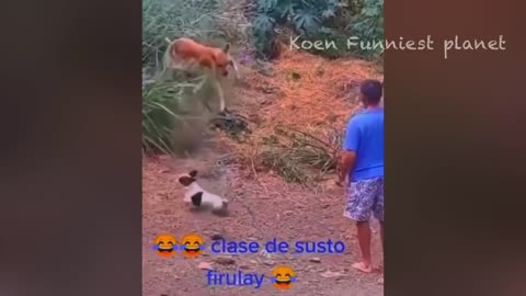 Funny animal videos watch till the end 😂😂