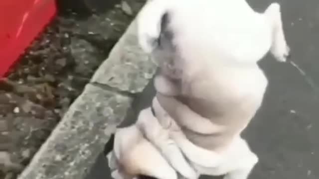 funny dog 😂 | funny moments | crazy dog 🐕 | some where on earth 🌍