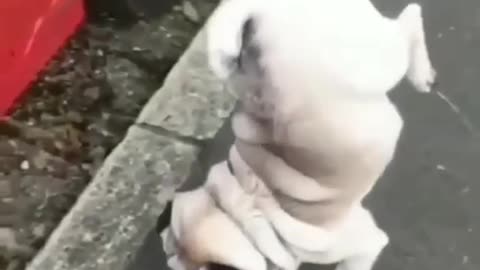 funny dog 😂 | funny moments | crazy dog 🐕 | some where on earth 🌍