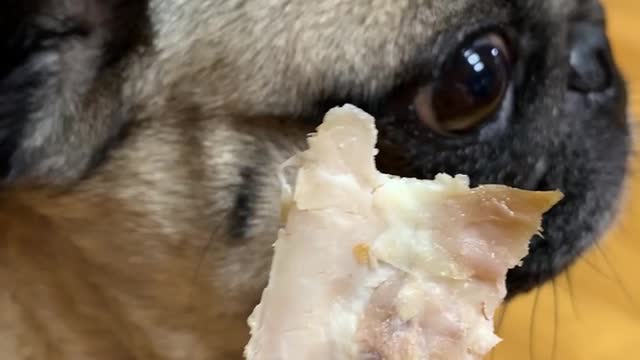 Pug eating food.