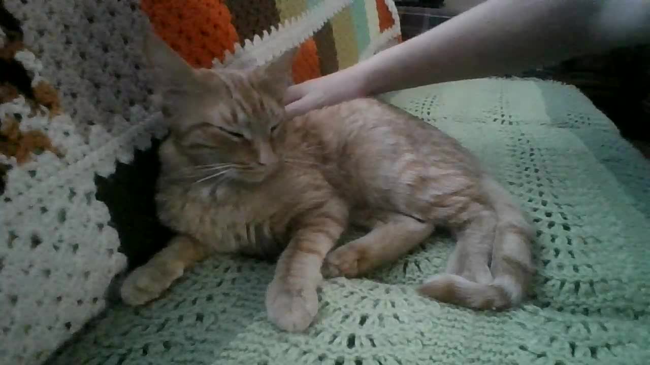 Quick snuggle w/ Bonkers, I shouldn't have gone for the foot beans...