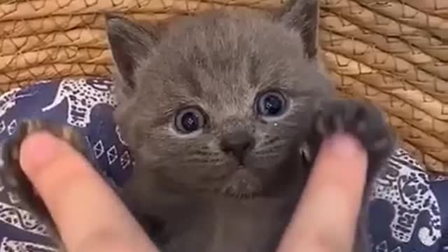 The funny pet and cut