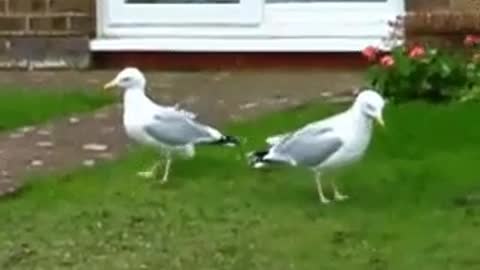 Dancing Seagulls