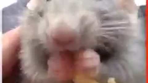 This rat loves spaghetti!