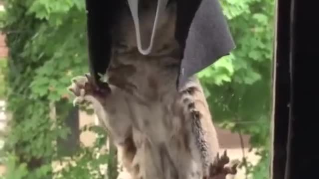 Squirrel Funny Video /Ghost Squirrel