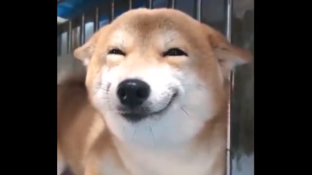 when they call u a good boi