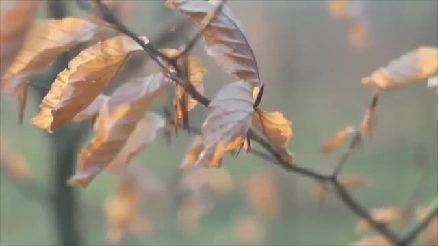 ASMR. Relaxing nature sounds.