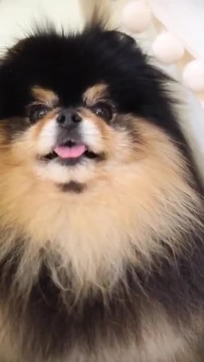 Ultimate Baby Dogs - Cute and Funny Dog Videos Compilation #Shorts