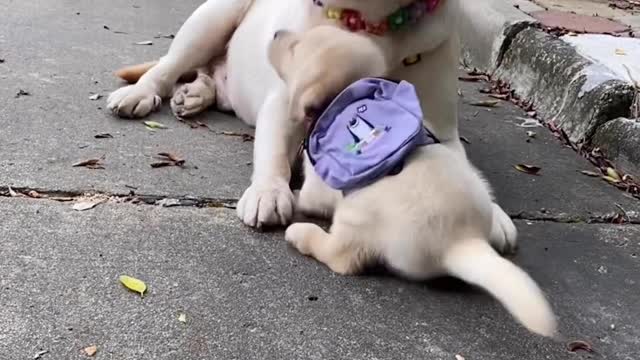 Mother dog 🐕 and son puppy 🐶