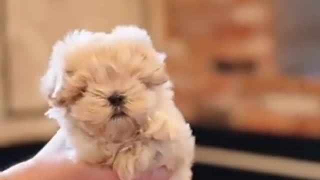 Cute dog