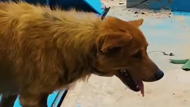 animals -2
