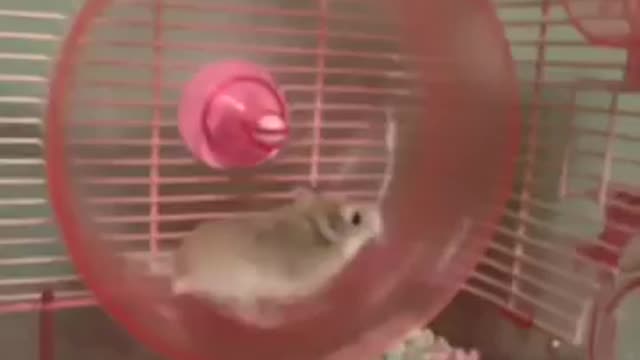 HILARIOUS HAMSTER WHEEL FAIL VINE!!