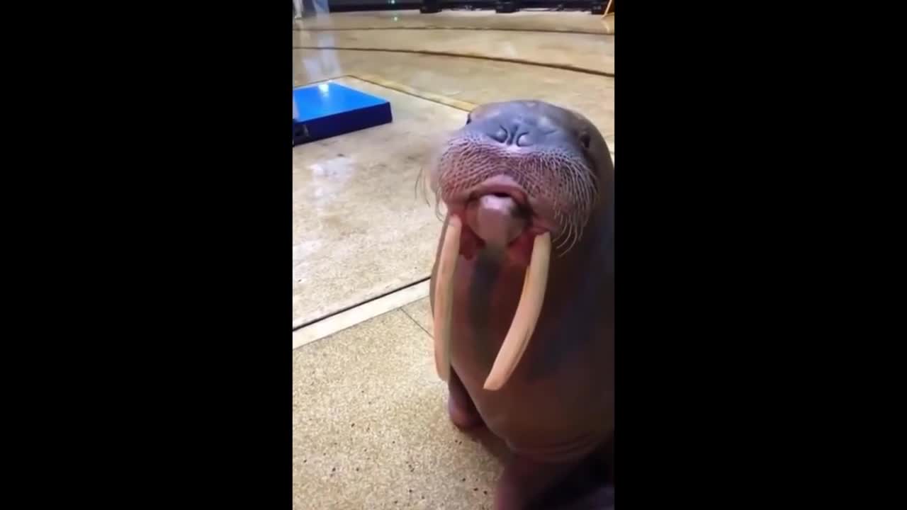 Walrus in Training