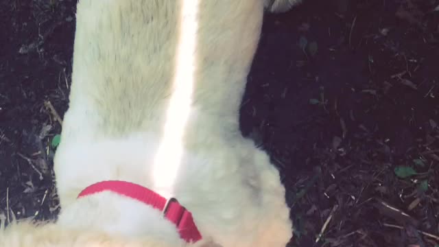 Dog Buried Bone in Dirt