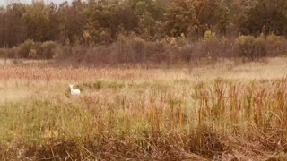 White Deer Autumn Wisconsin