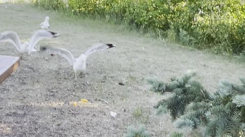 graceful seagulls