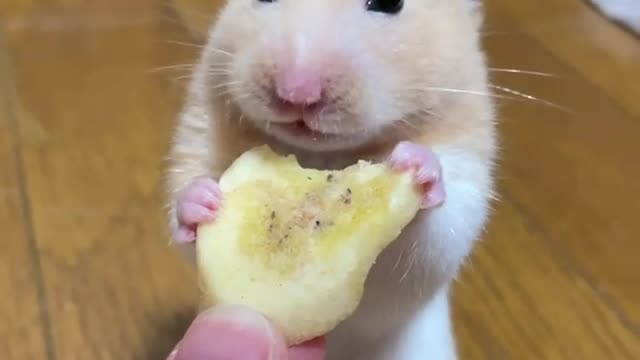 Funny Hamster eating banana😀