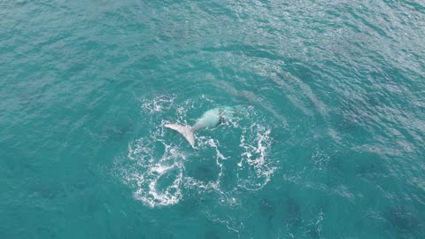 Bridle Southern Right Whale