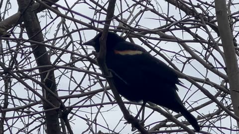 Red winged black bird singing