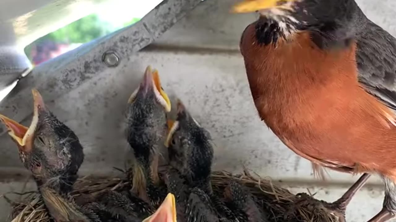 Robin_feeds_baby_bird_then_eats_its_poop