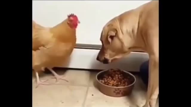 Can't stop laughing animals 🐈😺 Cute #20💋🥺