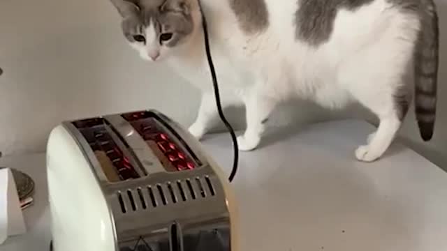 Cat vs toaster