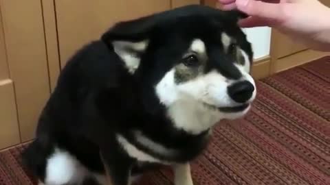 dog is confused