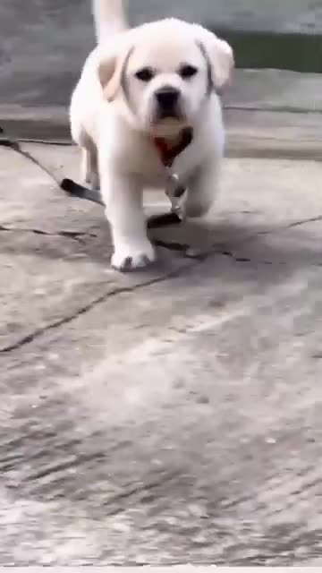 Cute puppy animal beautiful animals 😻😍