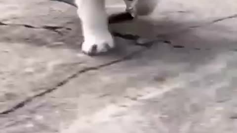 Cute puppy animal beautiful animals 😻😍