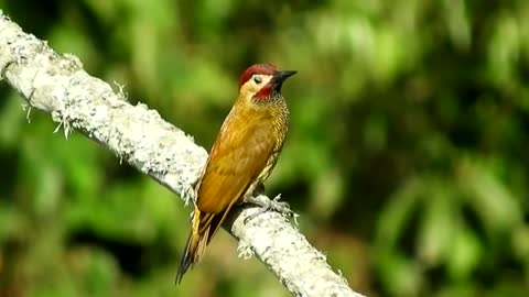 Bird in tree ।। Bird video footage / clip ।। Bird ।।