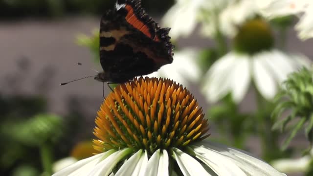 Happiness is a butterfly