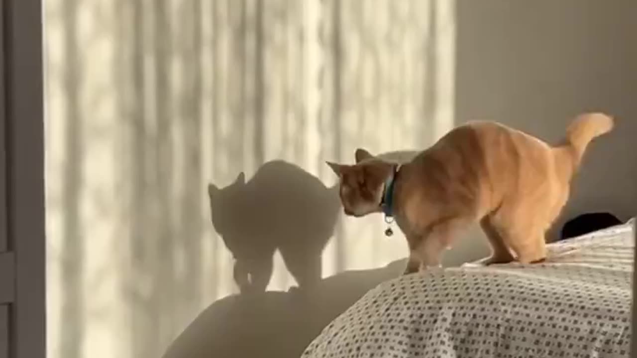 This Little Cat playing with his Shadow