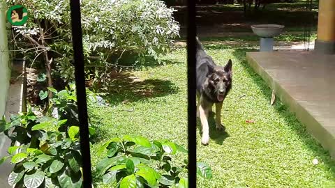 Two dogs vs a huge Monitor lizard fight..