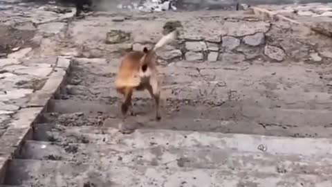 🤣Top Funny & Cute 🐶Dogs Videos Try Not To Laugh I Most Effective Dog Training Videos I #64 #shorts