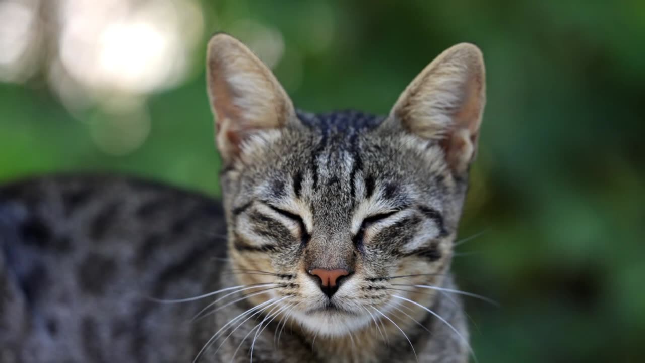 Cute Cat | Kitten | Sleeping | feline | Big eyes