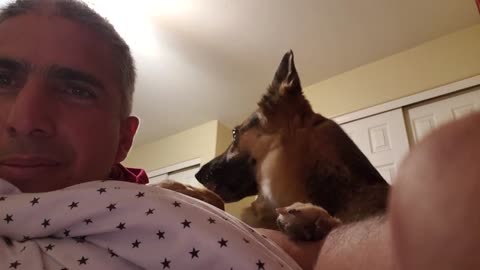 German Shepherd wants attention !!!