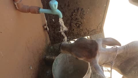 Calf Refuse Bucket & Accept Tap Water In Summer