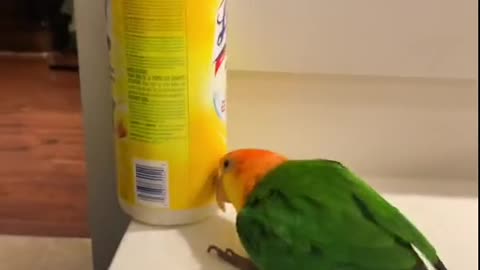 Funny love bird | crazy bird playing alone