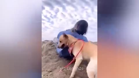funny animal