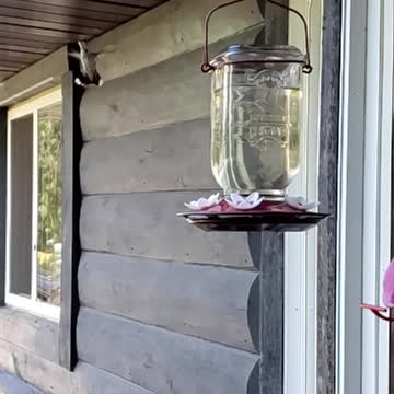 Hummingbirds are mystical animals