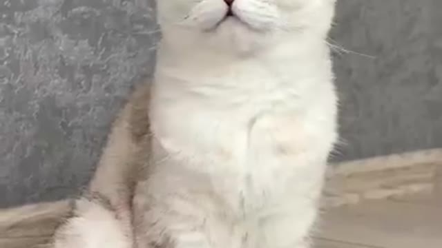 Funny Shocked kitty