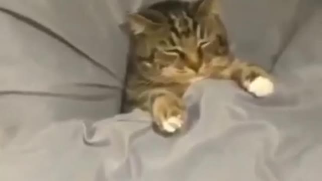 funny cat sleeping like worm🤣 #youtubeshorts #shorts