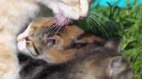 Adorable kittens and mother cat #Shorts #Video