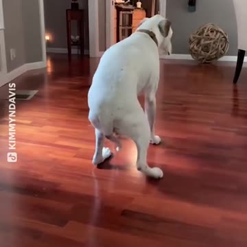 A Moonwalking Dog! Michael Jackson's influence is everywhere