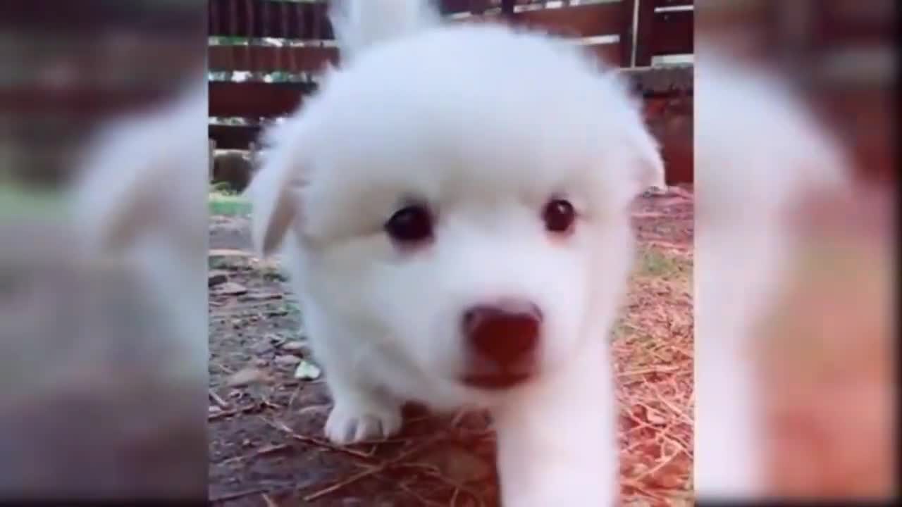 Cute and Funny Dog Videos Compilation - baby dogs - animals -4